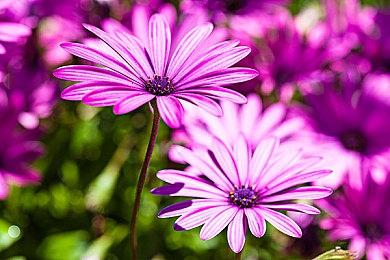 《数码宝贝》的游戏制作人表示 会考虑移植或者重置《数码兽世界》